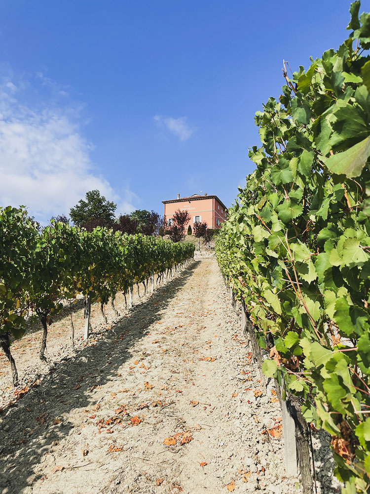 Tenuta Genevrina in lontananza, vista da un filare tra le colline di Ozzano Monferrato