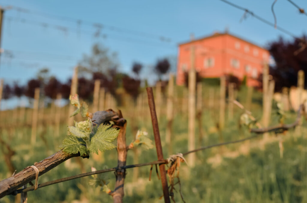 tenuta-genevrina-territorio-1