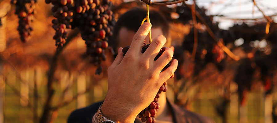 uomo che tiene in mano un grappolo d'uva