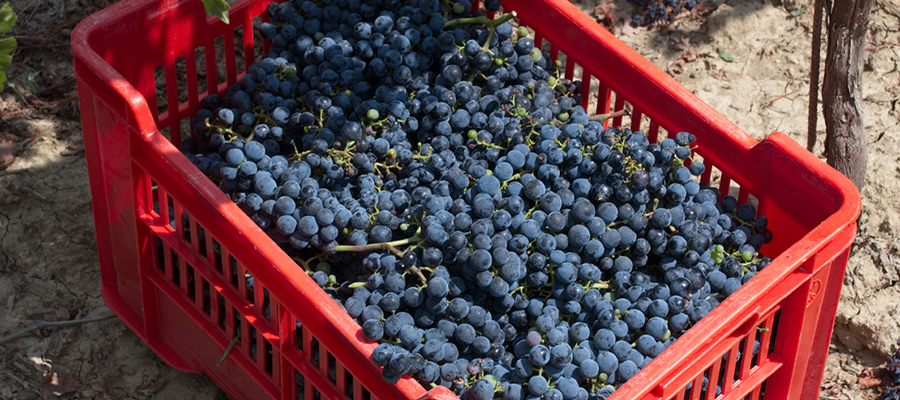 cassetta piena di uva appena raccolta